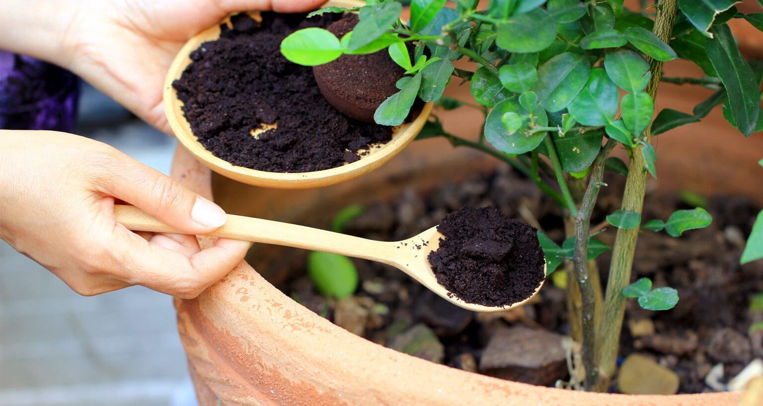 Mixing coffee grounds with the soil