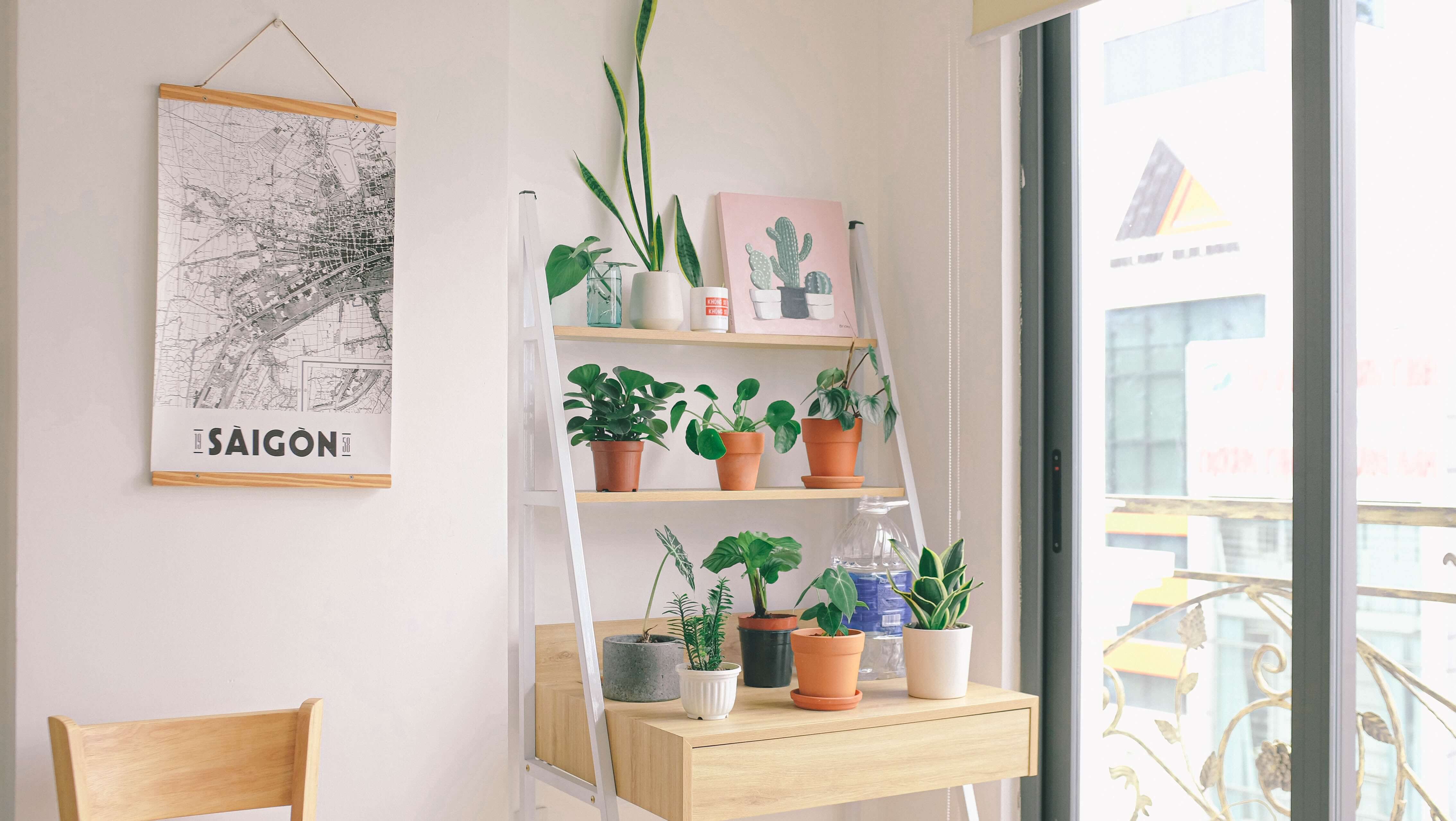 Indoor plant trend during the new normal
