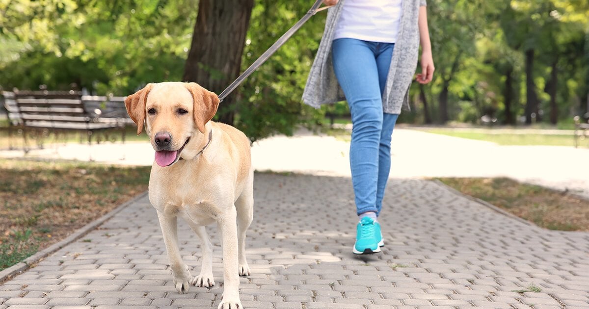https://www.athletico.com/2020/08/26/9-ways-to-prevent-injury-while-walking-the-dog/